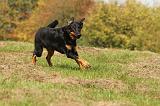 BEAUCERON 501